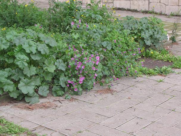 Malva sylvestris